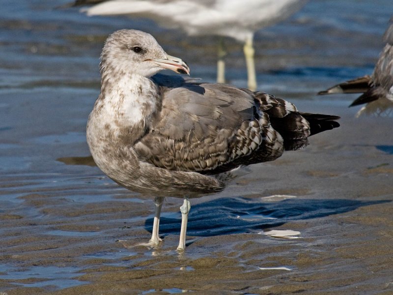 California Gull