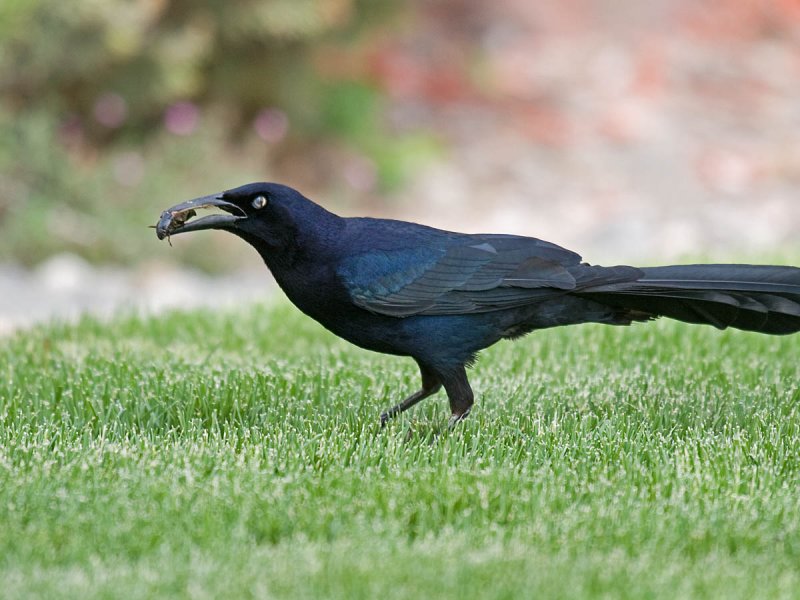Great-tailed Grackle
