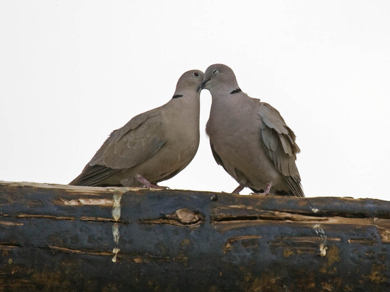 Eurasian Collared-Dove