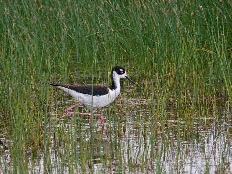 Black-necked Stilt