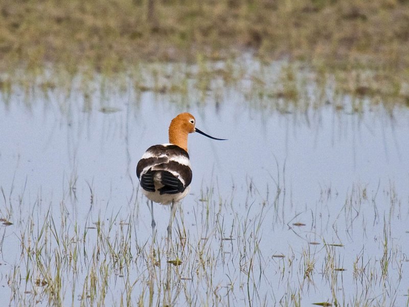 American Avocet