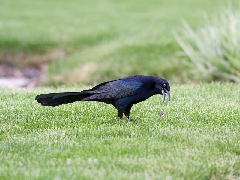 Great-tailed Grackle