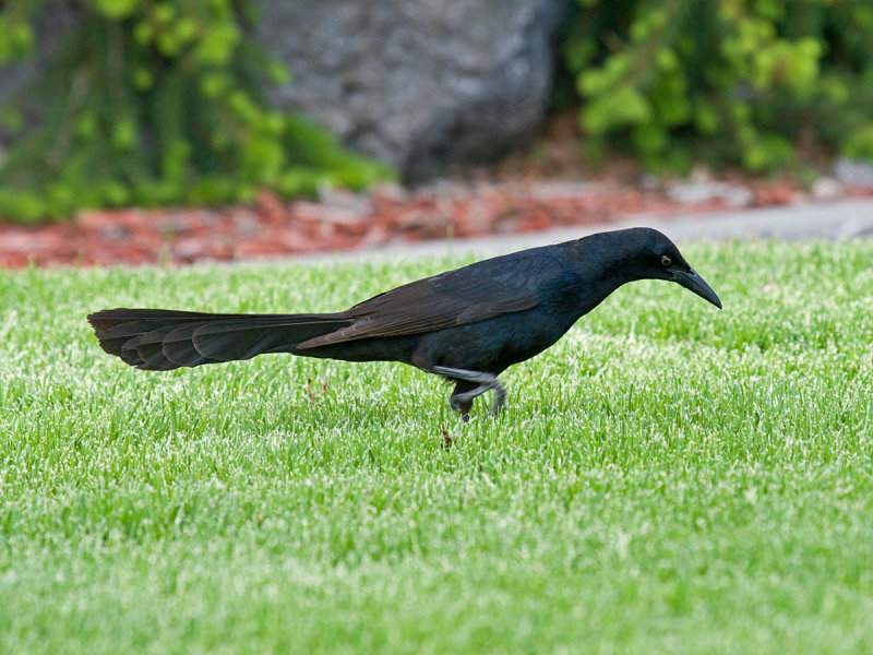 Great-tailed Grackle