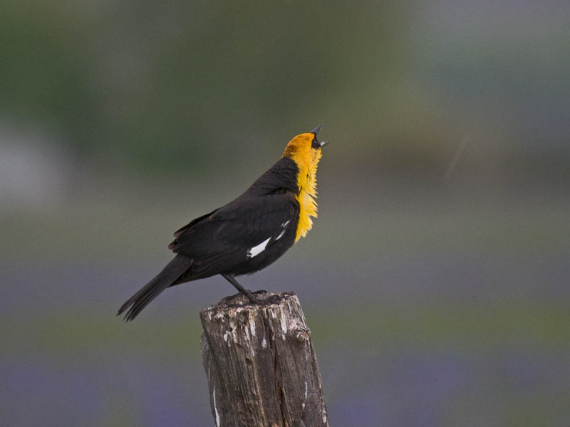 Yellow-headed Blackbird