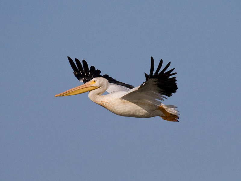 American White Pelican