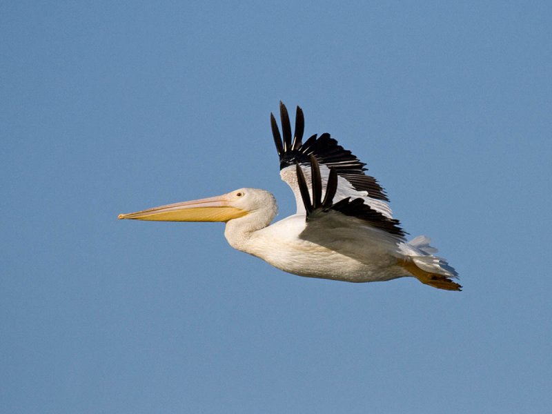 American White Pelican