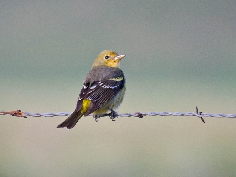 Western Tanager