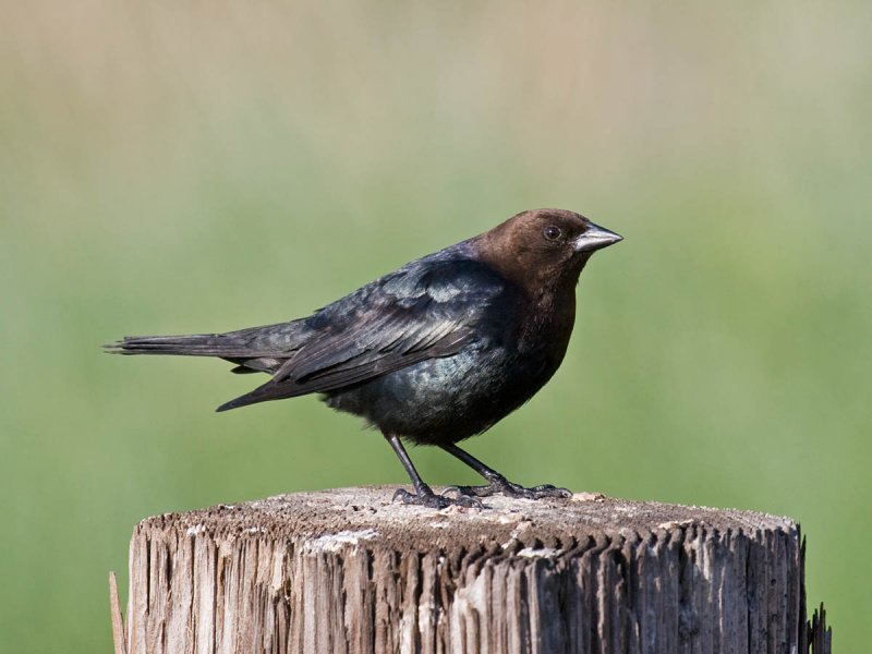 Brown-headed Cowbird