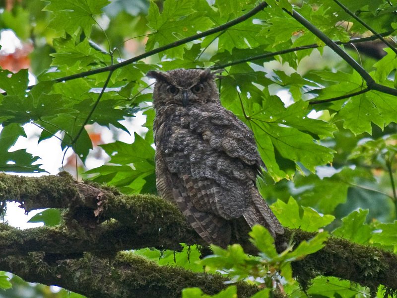 Great Horned Owl