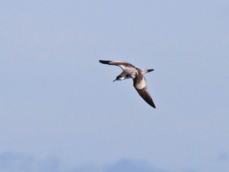 Bullers Shearwater