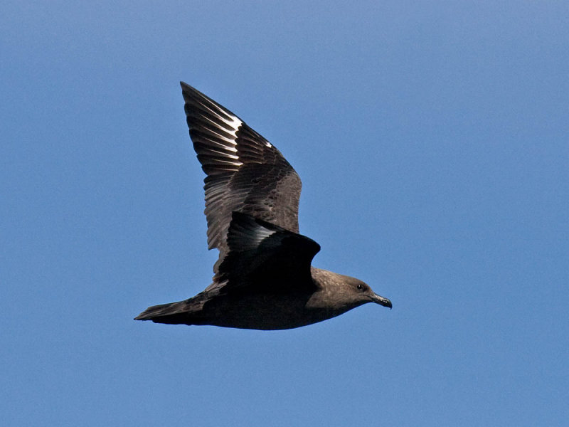 South Polar Skua