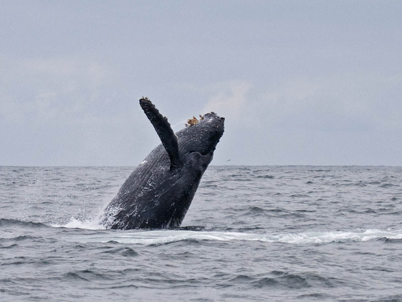 Humpback Whale