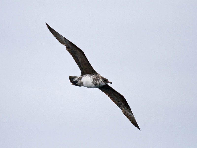 Pomarine Jaeger