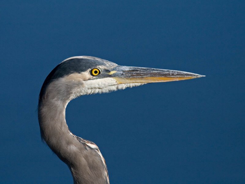 Great Blue Heron