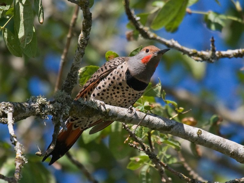 Northern Flicker