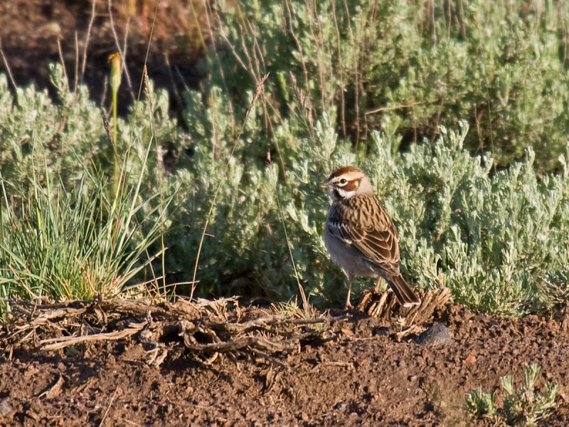 Lark Sparrow