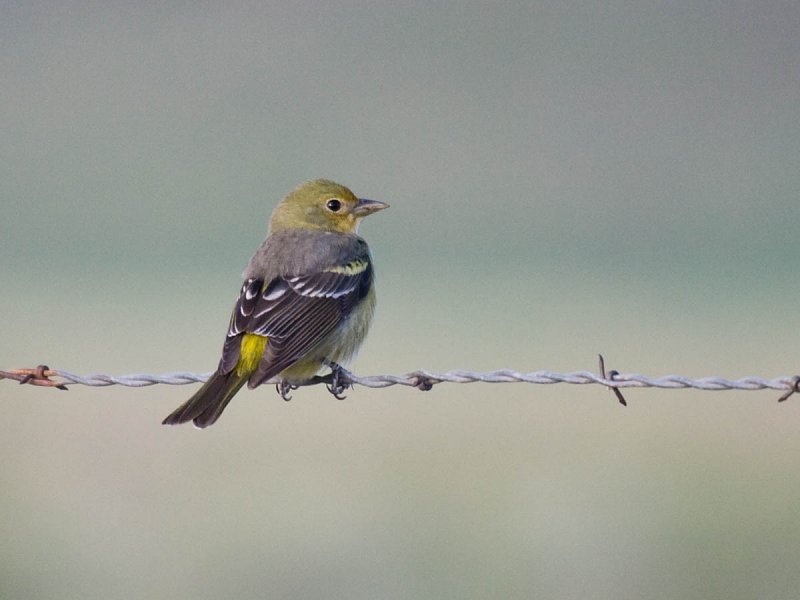 Western Tanager