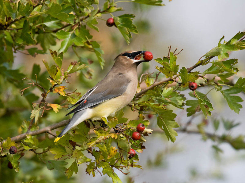 Cedar Waxwing