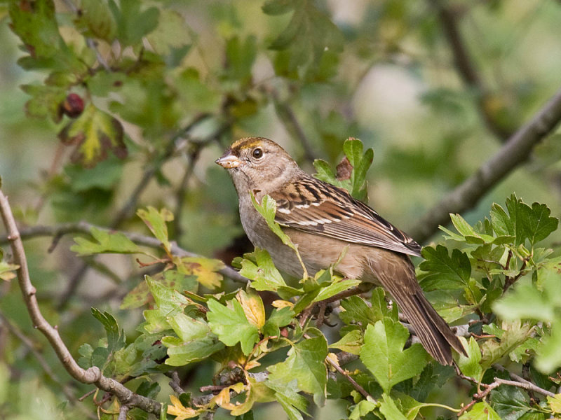 Golden-crowned Sparrow