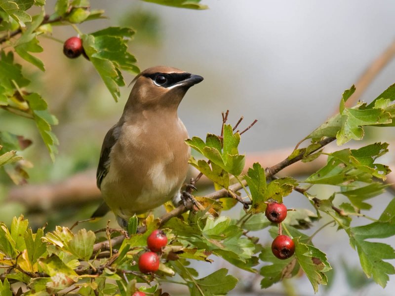 Cedar Waxwing