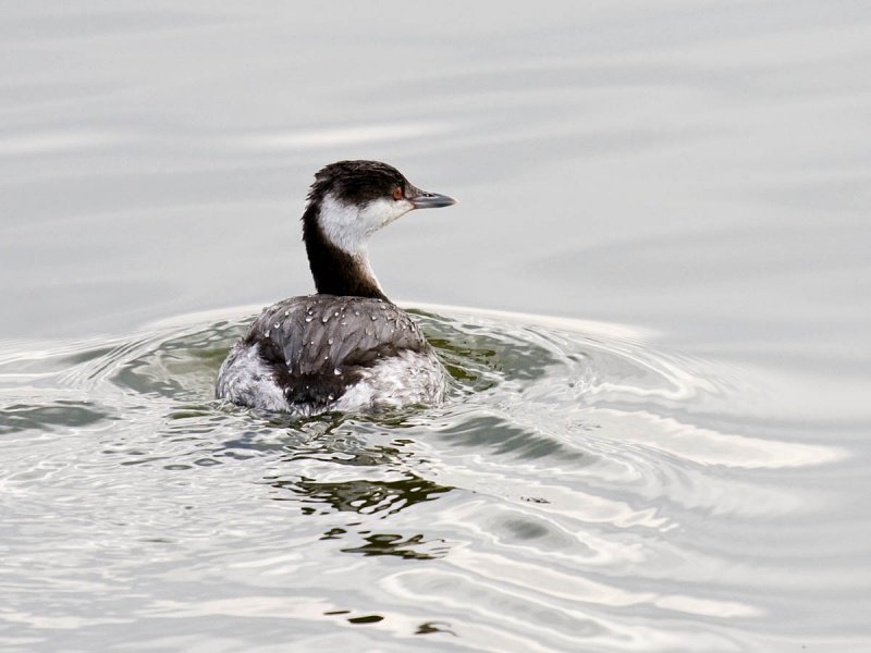 Horned Grebe