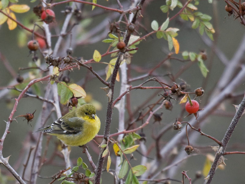 Lesser Goldfinch