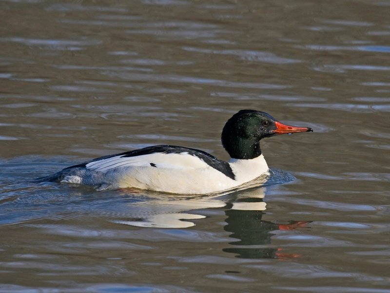 Common Merganser