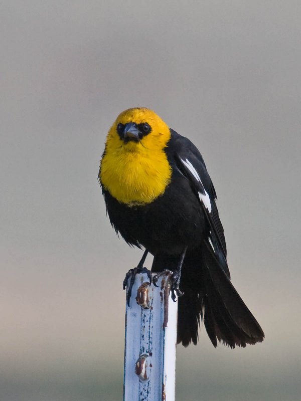 Yellow-headed Blackbird