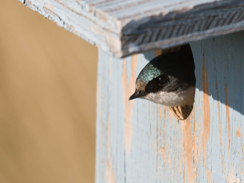 Tree Swallow