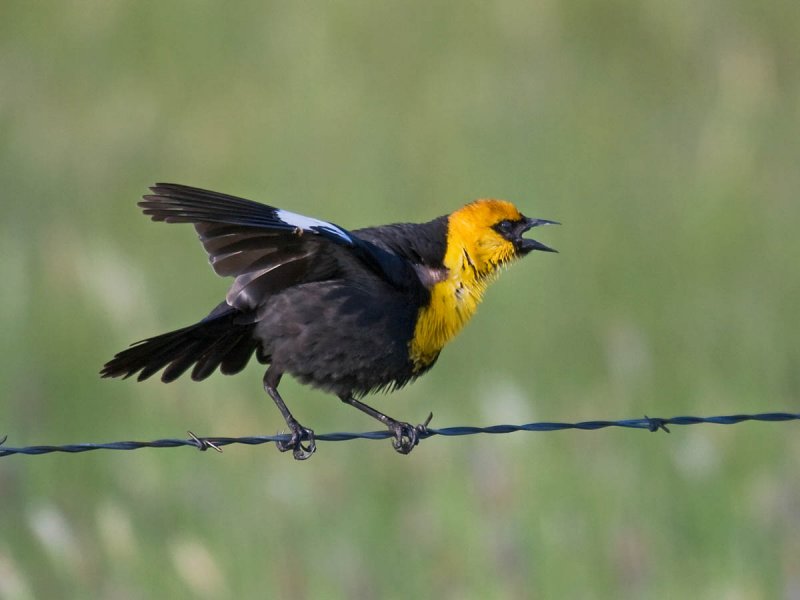 Yellow-headed Blackbird