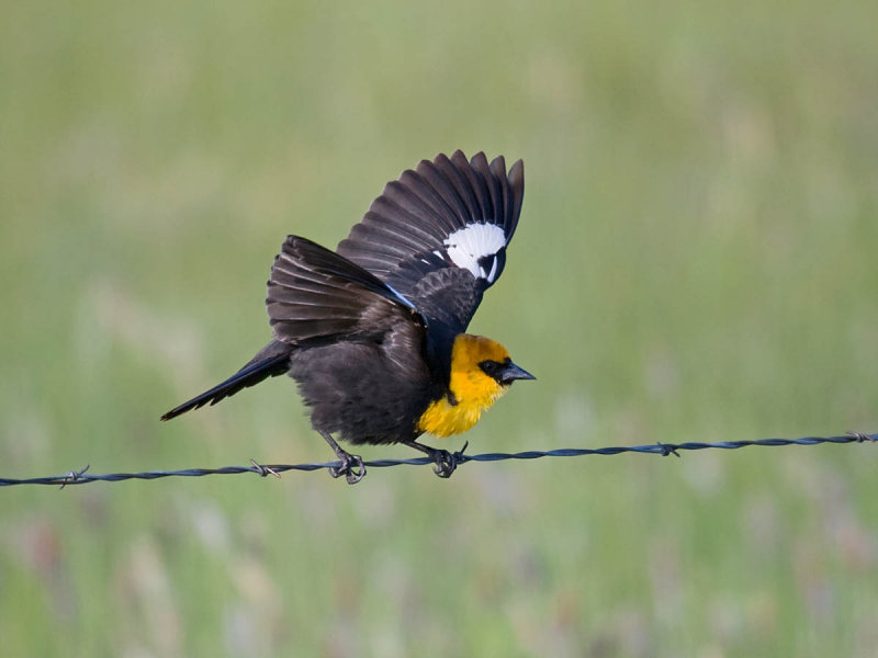 Yellow-headed Blackbird