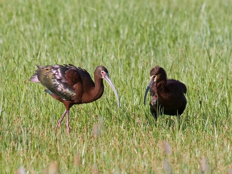 White-faced Ibis