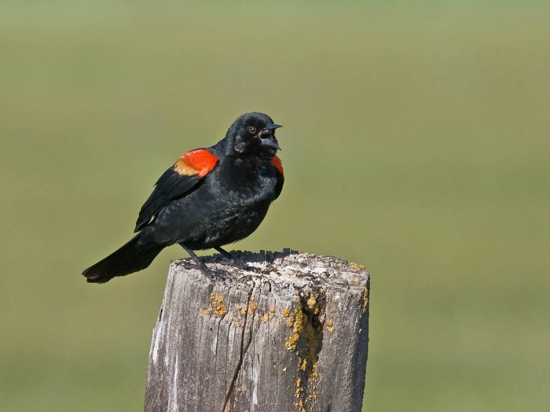 Red-winged Blackbird