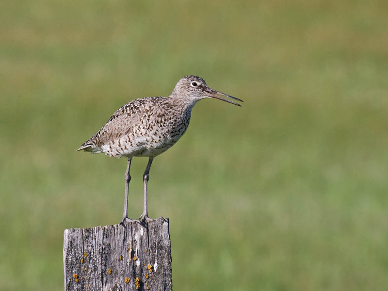 Willet