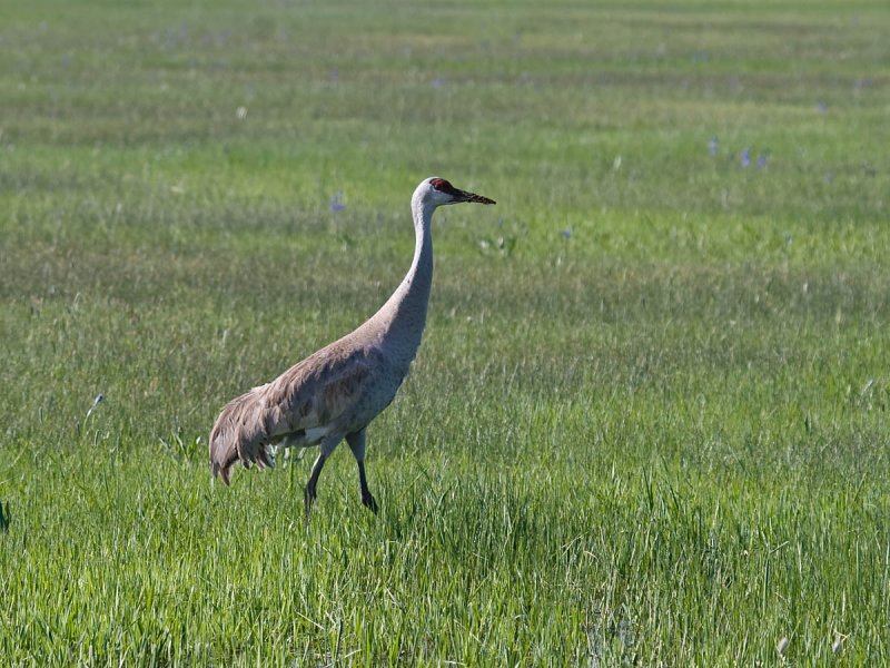 Sandhill Crane