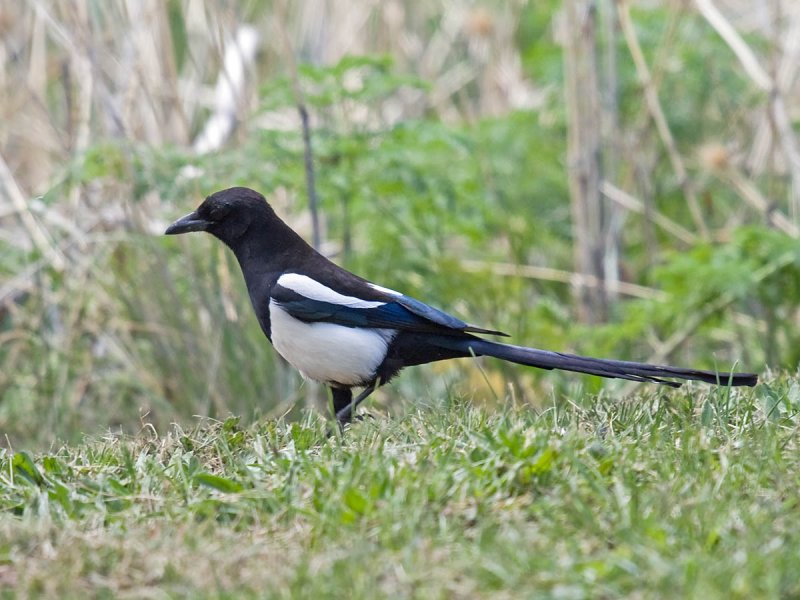 Black-billed Magpie