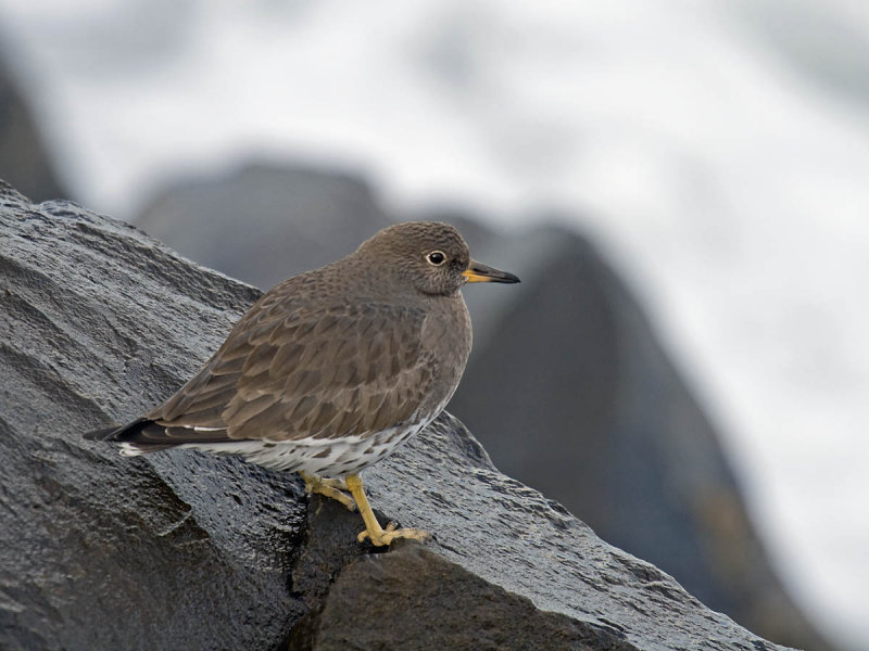 Surfbird