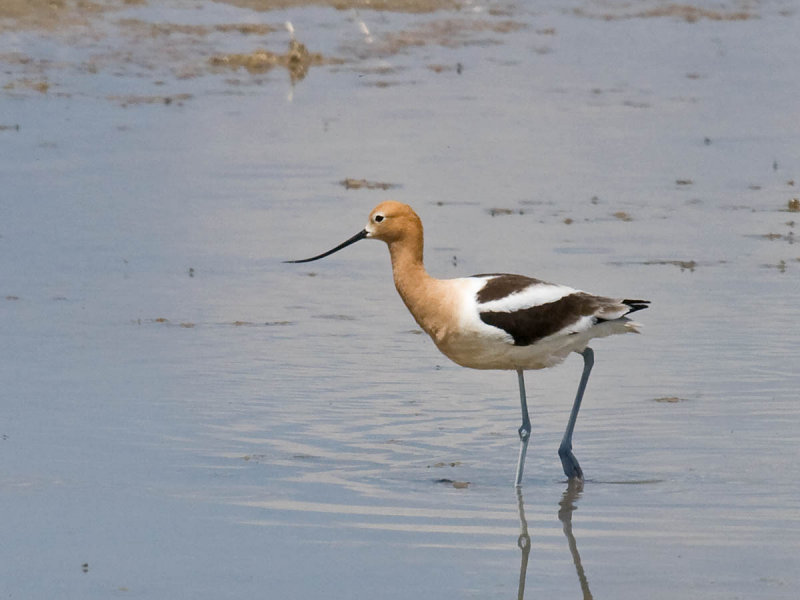 American Avocet