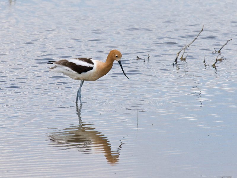 American Avocet