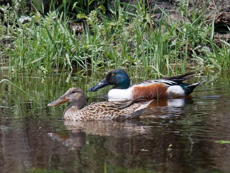Northern Shoveler