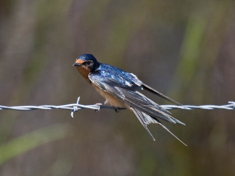 Barn Swallow