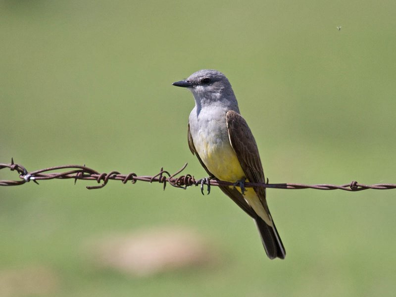 Western Kingbird