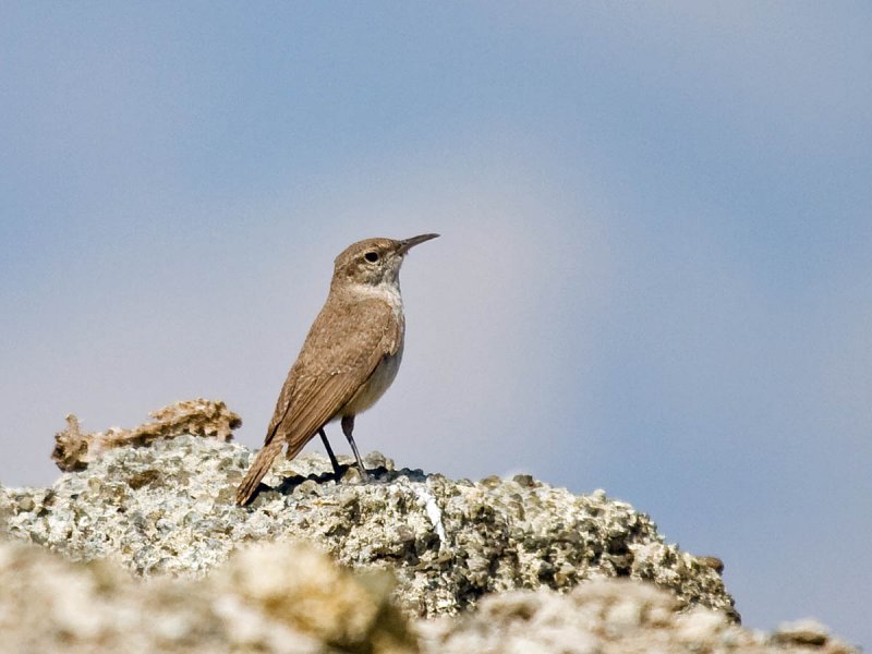 Rock Wren