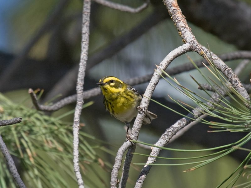 Townsends Warbler