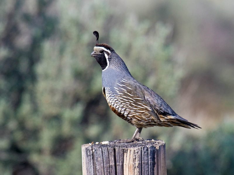 California Quail