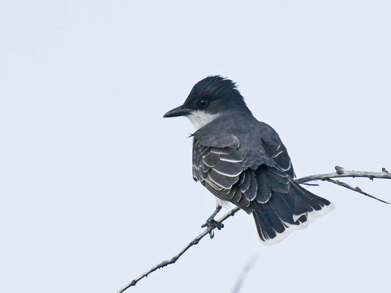 Eastern Kingbird