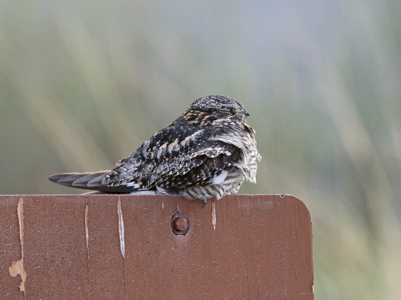 Common Nighthawk