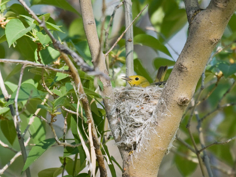Yellow Warbler