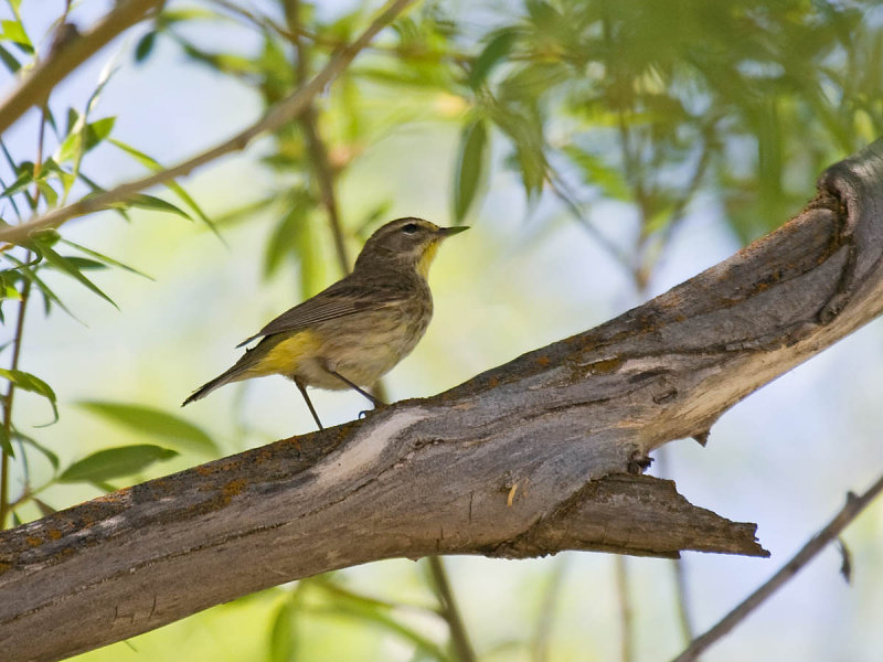 Palm Warbler