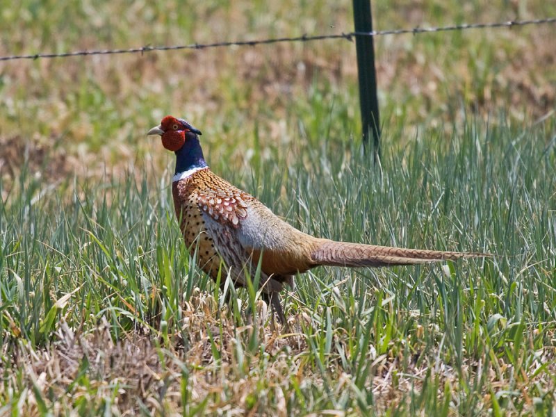 Ring-necked Pheasant